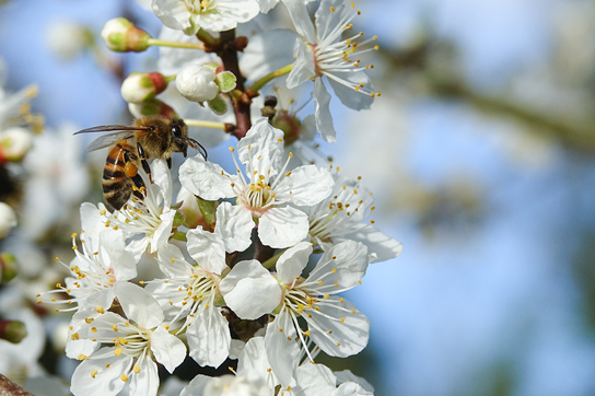 Honey Bee